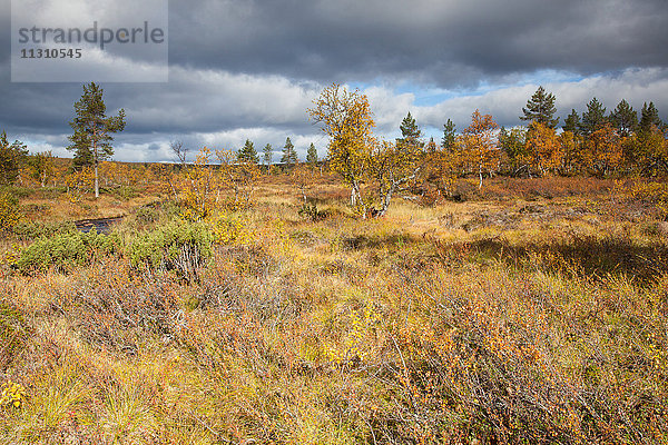 Bäume  Europa  Finnland  Herbst  Herbstfarben  Kiilopää  Landschaft  Lappland  Moor  Skandinavien  Sumpf  Urho Kekkonen Nationalpark