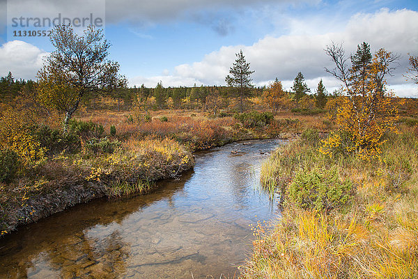 Bach  Bäume  Europa  Finnland  Herbst  Herbstfarben  Kiilopää  Landschaft  Landschaft  Lappland  Moor  Skandinavien  Sumpf  Urho Kekkonen  Nationalpark  Wasser