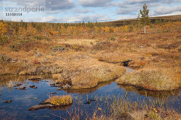 Bach  Europa  Finnland  Herbst  Herbstfarben  Kiilopää  Landschaft  Landschaft  Lappland  Moor  Skandinavien  Sumpf  Urho Kekkonen  Nationalpark  Wasser