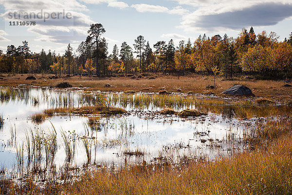 Europa  Finnland  Herbst  Herbstfarben  Landschaft  Lappland  Moor  Skandinavien  Spiegelung  Sumpf  Wasser