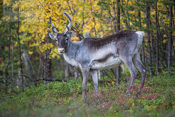 Europa  Finnland  Herbst  Herbstfarben  Lappland  Rentiere  Skandinavien  Säugetiere  Tiere  Wildnis