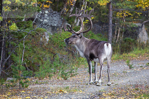Europa  Finnland  Herbst  Herbstfarben  Lappland  Rentiere  Skandinavien  Säugetiere  Tiere  Wildnis