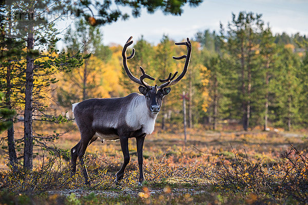 Europa  Finnland  Herbst  Herbstfarben  Lappland  Rentiere  Skandinavien  Säugetiere  Tiere  Wildnis