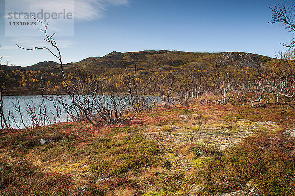 Berge  Europa  Fjell  Herbst  Herbstfarben  Landschaft  Landschaft  Lappland  Norwegen  See  Skandinavien  Wasser