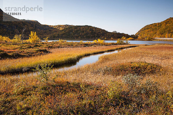 Europa  Fjell  Herbst  Herbstfarben  Landschaft  Landschaft  Lappland  Moor  Norwegen  Skandinavien  Sumpf