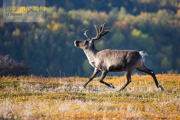 Europa  Herbst  Herbstfarben  Lappland  Norwegen  Rentiere  Skandinavien  Stabbursdalen  Nationalpark  Säugetiere  Tiere  Wildnis