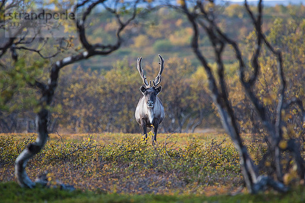 Europa  Herbst  Herbstfarben  Lappland  Norwegen  Rentiere  Skandinavien  Stabbursdalen  Nationalpark  Säugetiere  Tiere  Wildnis