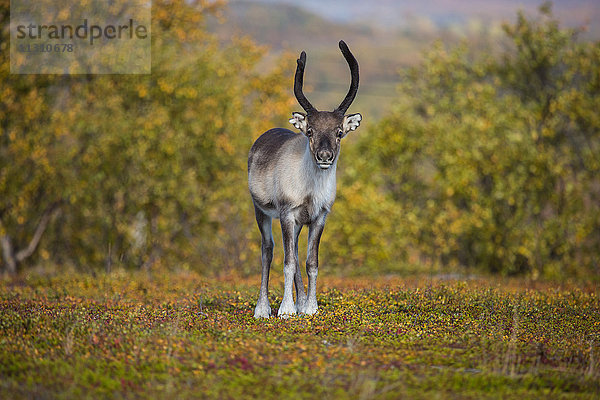 Europa  Herbst  Herbstfarben  Lappland  Norwegen  Rentiere  Skandinavien  Stabbursdalen  Nationalpark  Säugetiere  Tiere  Wildnis