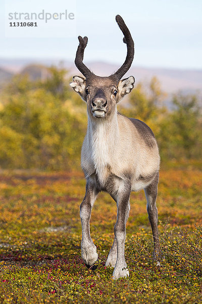 Europa  Herbst  Herbstfarben  Lappland  Norwegen  Rentiere  Skandinavien  Stabbursdalen  Nationalpark  Säugetiere  Tiere  Wildnis