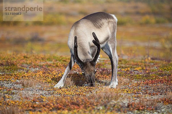 Europa  Herbst  Herbstfarben  Lappland  Norwegen  Rentiere  Skandinavien  Stabbursdalen  Nationalpark  Säugetiere  Tiere  Wildnis