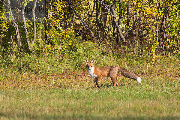 Europa  Fuchs  Herbst  Herbstfarben  Lappland  Norwegen  Rotfuchs  Skandinavien  Säugetiere  Tiere  Wildnis  Wildtiere