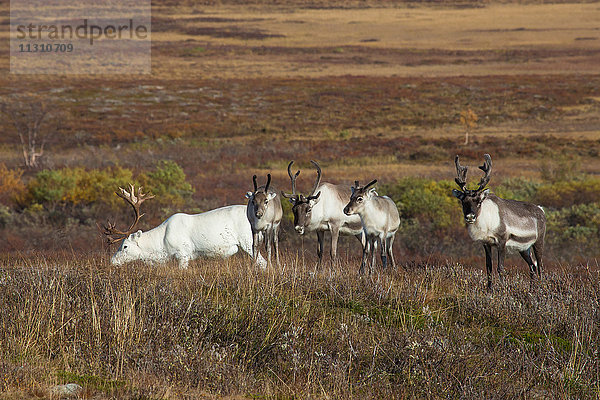 Europa  Fjell  Herbst  Herbstfarben  Lappland  Norwegen  Rentiere  Sennalandet  Skandinavien  Säugetiere  Tiere  Wildnis