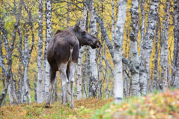 Elch  Elch  Europa  Herbst  Herbstfarben  Lappland  Norwegen  Skandinavien  Säugetiere  Tiere