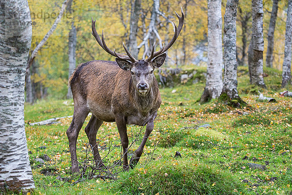 Europa  Herbst  Herbstfarben  Hirsche  Hirsch  Lappland  Norwegen  Rothirsche  Skandinavien  Säugetiere  Tiere