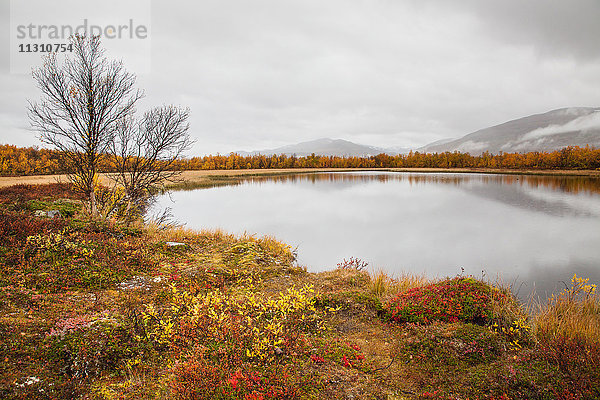 Abisko  Nationalpark  Berge  Europa  Herbst  Herbstfarben  Landschaft  Landschaft  Lappland  Moor  Schwede  See  Skandinavien  Spiegelung  Sumpf  Wasser