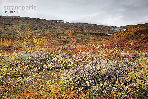 Björkliden  Europa  Fjell  Herbst  Herbstfarben  Landschaft  Landschaft  Lappland  Schweden  Skandinavien