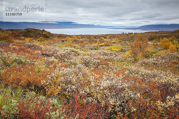 Berge  Björkliden  Europa  Fjell  Herbst  Herbstfarben  Landschaft  Landschaft  Lappland  Schwede  See  Skandinavien  Torneträsk  Wasser
