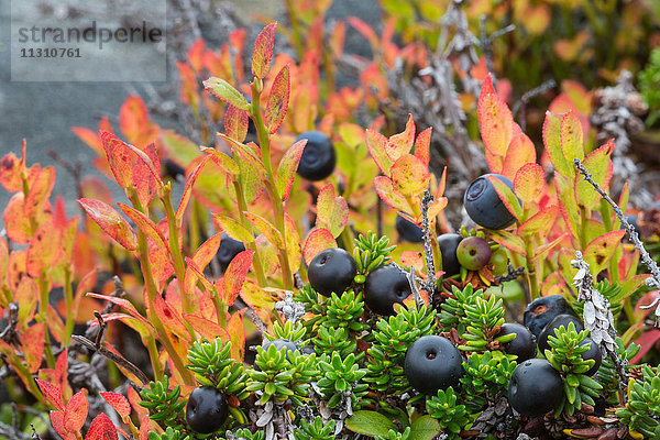 Beeren  Björkliden  Europa  Heidelbeeren  Herbst  Herbstfarben  Lappland  Pflanzen  Schweden  Skandinavien