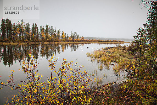 Europa  Herbst  Herbstfarben  Landschaft  Landschaft  Lappland  Muddus  Nationalpark  Nebel  Schwede  See  Skandinavien  Spiegelung  Holz  Wald  Wasser