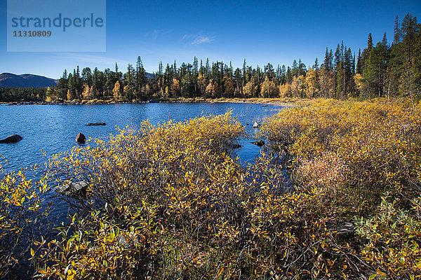 Berge  Europa  Herbst  Herbstfarben  Landschaft  Landschaft  Lappland  Schweden  See  Skandinavien  Stora Lulevatten  Stora Sjöfallets  Nationalpark  Holz  Wald  Wasser