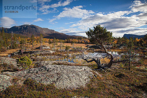 Berge  Bäume  Europa  Felsen  Klippe  Herbst  Herbstfarben  Landschaft  Landschaft  Lappland  Moor  Schwede  See  Skandinavien  Steine  Stora Sjöfallets  Nationalpark  Moor  Wasser