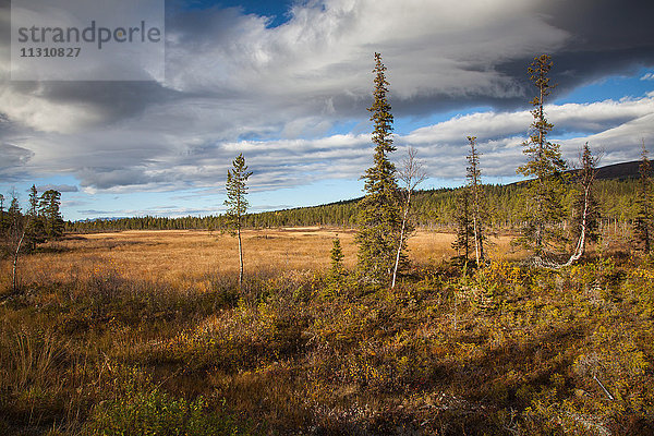 Bäume  Europa  Herbst  Herbstfarben  Landschaft  Landschaft  Lappland  Moor  Schweden  Skandinavien  Stora Sjöfallets  Nationalpark  Moor