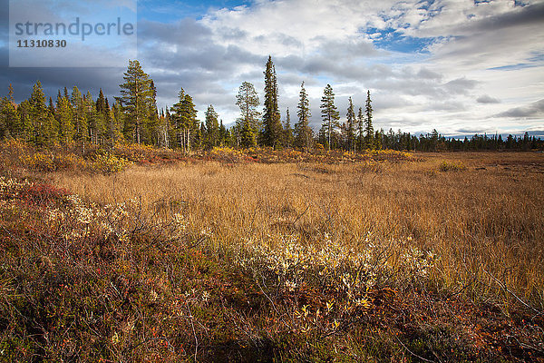 Bäume  Europa  Herbst  Herbstfarben  Landschaft  Landschaft  Lappland  Moor  Schweden  Skandinavien  Stora Sjöfallets  Nationalpark  Moor