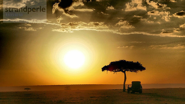 Kenia  Kenia  Sonnenuntergang  Savanne  Auto  Automobil  Sonne  Akazie  Romantisch  Stimmung  Afrika  Massai Mara
