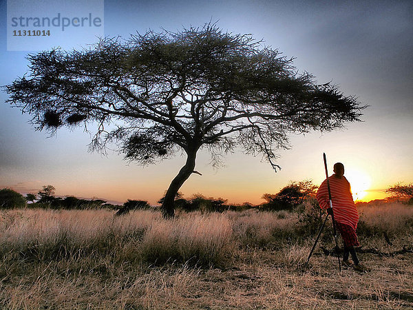 Massai  Kenia  Kenia  Amboseli  Akazie  Massai-Krieger  Sonnenuntergang  Gegenlicht  Safari