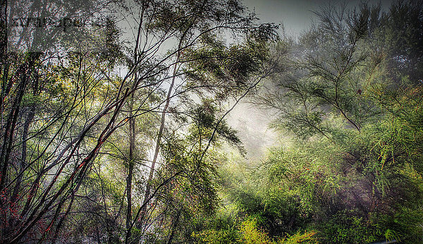 Rotorua  Neuseeland  Regenwald  Nebel  Dampf  heiße Quellen  Mystisch  Stimmung  Nordinsel  Bäume  Pflanzen