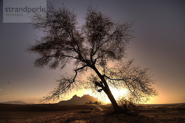 Wüste  Baum  Oase  Libyen  Sahara  Afrika  Sonnenuntergang  Berge  Romantisch  Stimmung  Sand  krumm  schief  Baum  keine Blätter