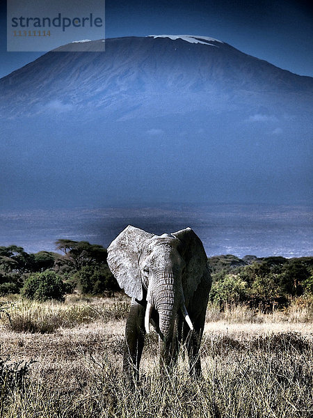 Kenia  Kenia  Kilimandscharo  Kilimandscharo  Elefant  Amboseli  Nationalpark  Savanne  afrikanischer Elefant  safar  Kilimandscharo