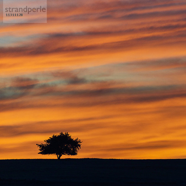 Silhouette eines Baumes bei Sonnenuntergang