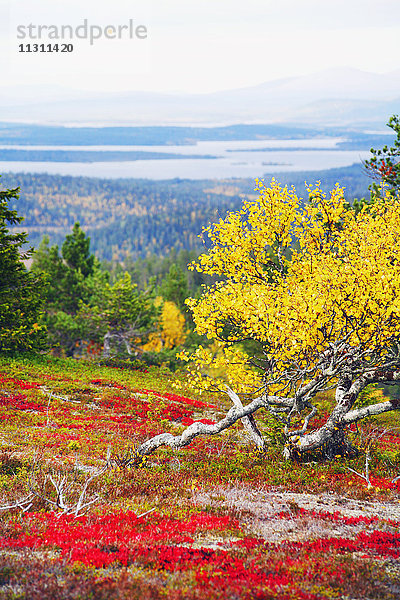 Landschaft im Herbst