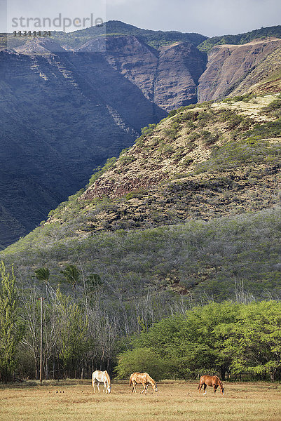 USA  Hawaii  Molokai  Pferde auf der Weide