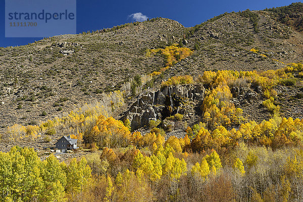USA  Kalifornien  Eastern Sierra  Bishop  Bishop creek  Laub  Herbst  Herbst  Berge