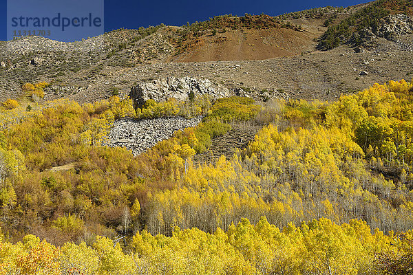 USA  Kalifornien  Eastern Sierra  Bishop  Bishop creek  Laub  Herbst  Herbst  Berge