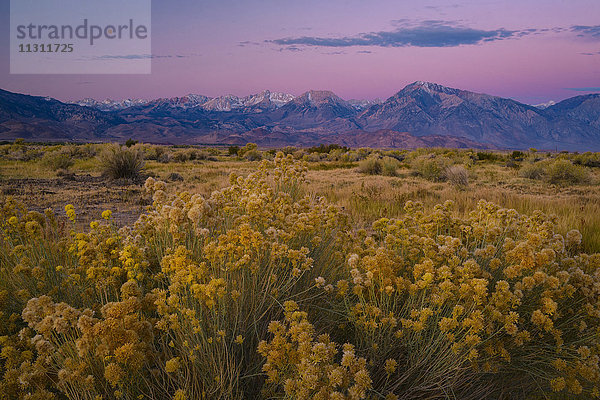 USA  Kalifornien  Östliche Sierra  Sierra Nevada bei Bishop