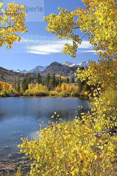USA  Kalifornien  Eastern Sierra  Bishop  Bishop creek  Laub  Herbst  Herbst  Berge