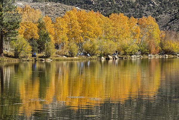 USA  Kalifornien  Östliche Sierra  Bishop  Bishop creek im Herbst