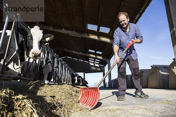 Landwirt mit einer Schaufel  um den Kühen auf einem Bauernhof das Futter näher zu bringen.