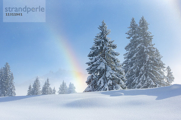 Schneebedeckte Tannen mit Regenbogen  Schweiz