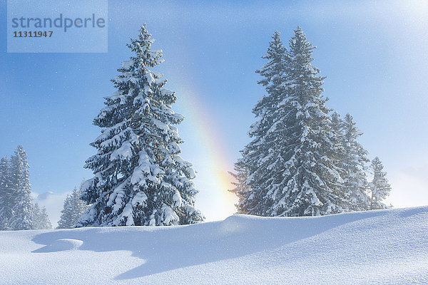 Schneebedeckte Tannen mit Regenbogen  Schweiz