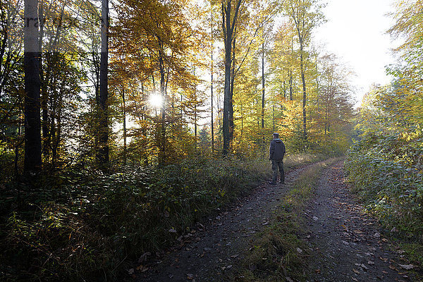 Rückansicht des Mannes auf dem Waldweg im Herbst
