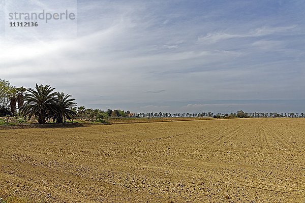 Ebrodelta  Landwirtschaft  Feld