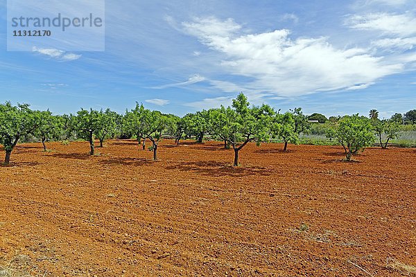 Mandelbäume  Erde  rot  Kulisse  Landschaft  Natur