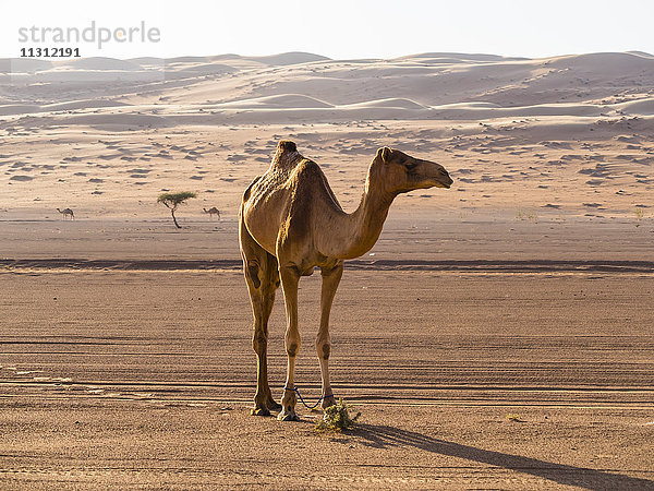 Oman  Al Raka  Dromedar stehend in der Wüste Rimal Al Wahiba