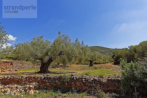 Olivenbaumplantage  Olivenbäume