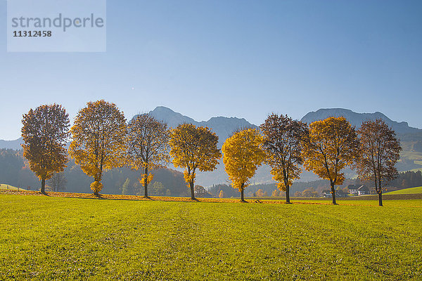 Blick vom Steinhögl zum Hochstaufen und Zwiesel mit Bäumen  Herbst
