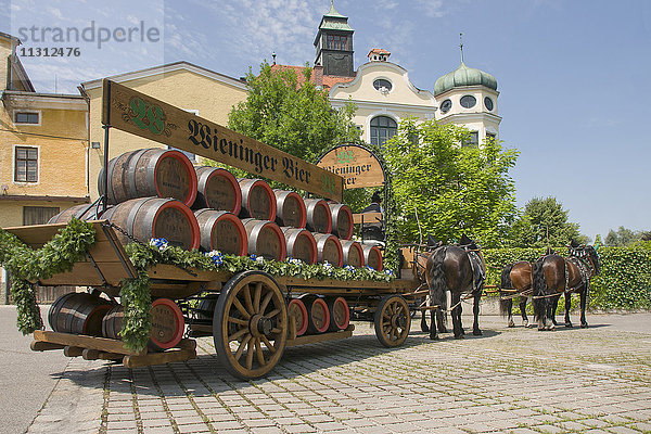 prächtige Brauereipferde der Brauerei Wieninger in Bayern